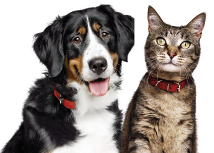 Ein Hund und eine Katze