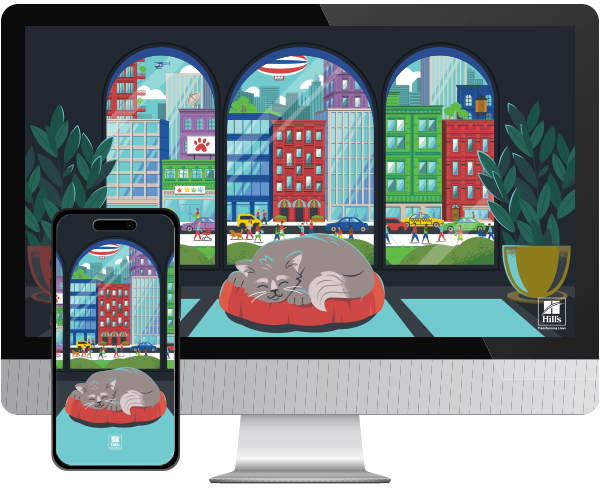 Desktop & mobile example of "Summer City Cat" pet wallpaper for phones