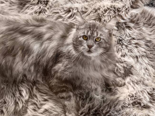 Eine graue Katze sitz auf einem gleichfärbigen Teppich
